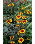 Геліопсис шорсткий ‘Бернінг Хартс’|Heliopsis helianthoides ‘Burning Hearts’|Гелиопсис шероховатый ‘Бернинг Хартс’ 